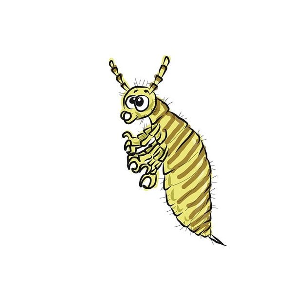 Formation poux : les clés pour une éradication réussie